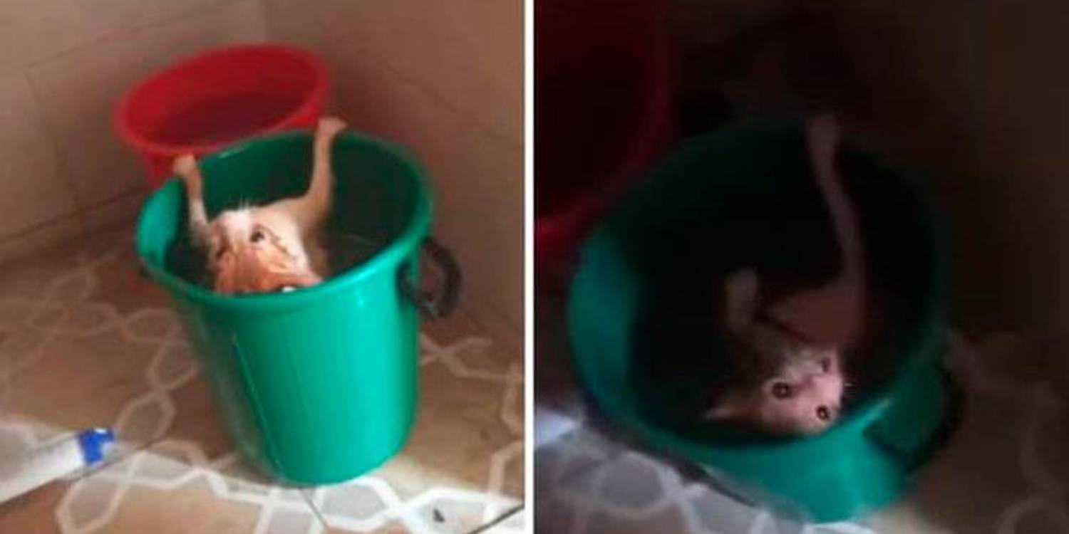 ¡Aberrante! Policía tuvo que rescatar a gato que estaba siendo maltratado en La Estrella