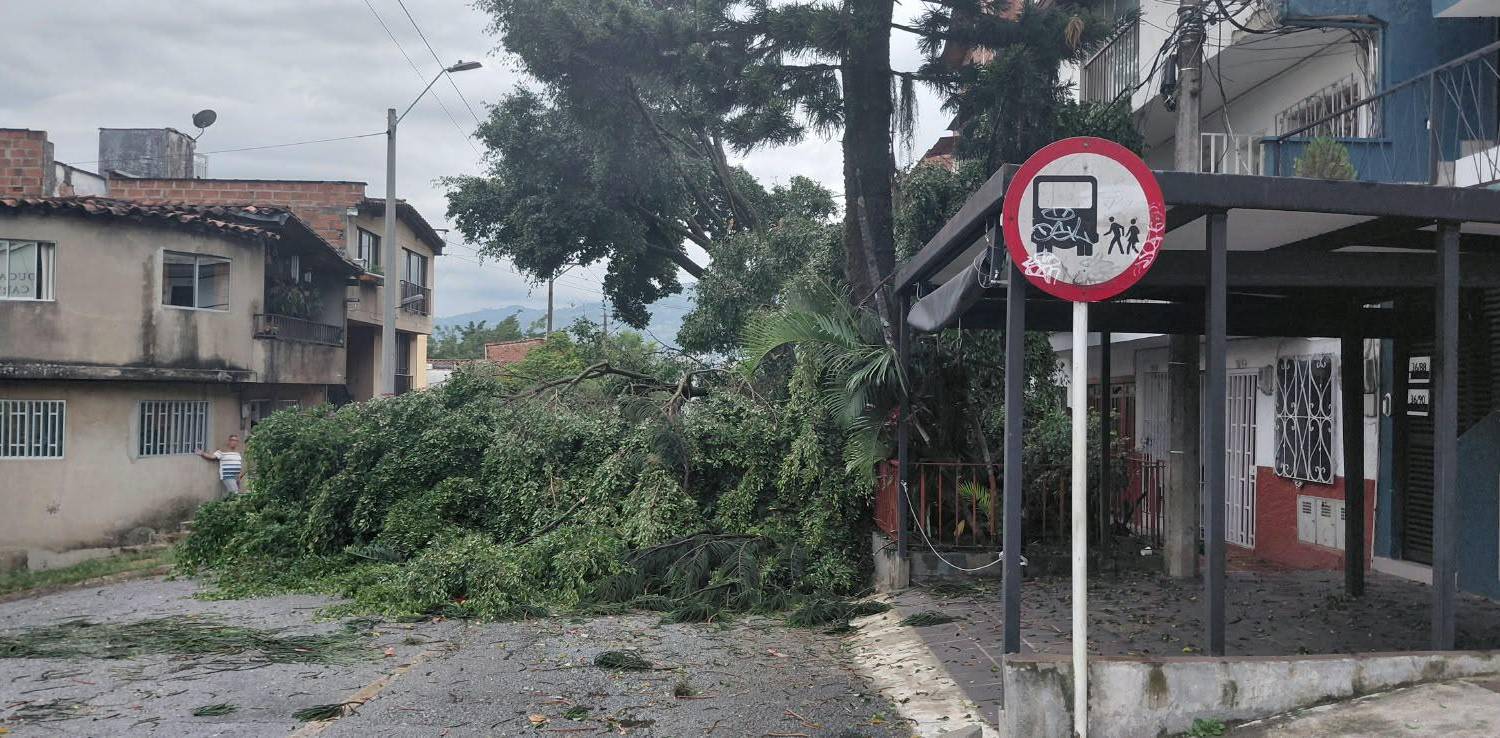 Árbol que cayó cerca a una I.E. en Villa Hermosa. FOTO: CORTESÍA