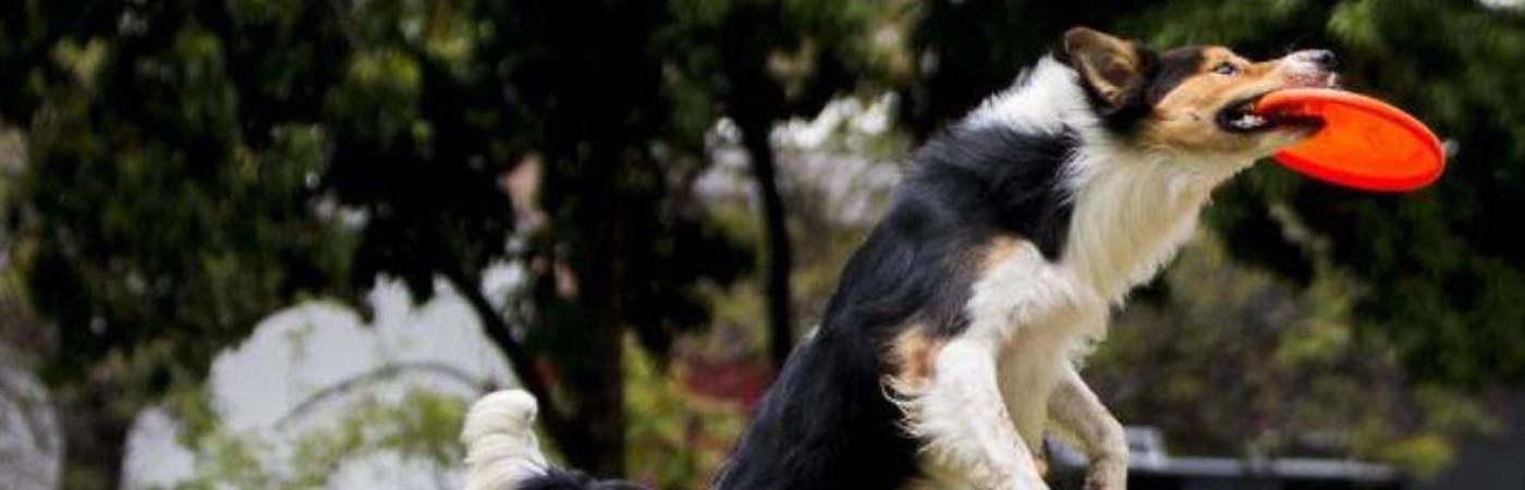Perrolímpicos de Bélgica, los juegos olímpicos para perros
