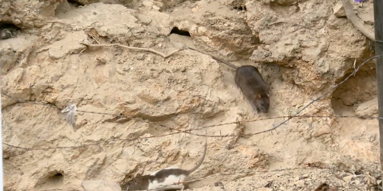 Ratas, por decenas, han armado sus guaridas en este sector. FOTO: CAPTURA DE PANTALLA <b><span class=mln_small-caps_mln>/ TELEANTIOQUIA</span></b>