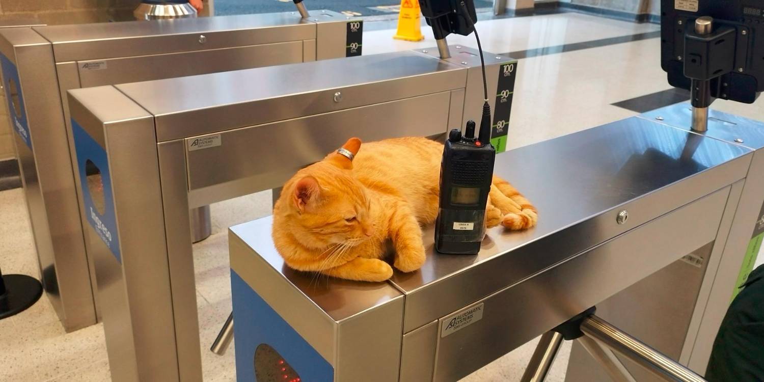 Mishi es un personaje conocido en la estación. / FOTO: METRO DE MEDELLÍN