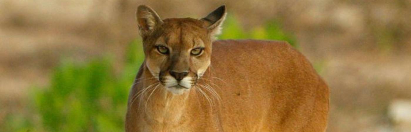 Tres pumas fueron avistados en Antioquia. FOTO: CORANTIOQUIA