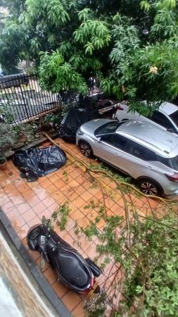 Caída de árbol en el barrio La Palma. FOTO: JENNIFER VILLAFAÑE