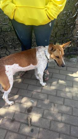En estas condiciones fue encontrado el perrito. FOTO: ALCALDÍA DE LA ESTRELLA