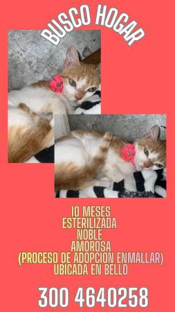 Anciano fue internado en un asilo y su gatico, su única compañía en la vida, quedó solo