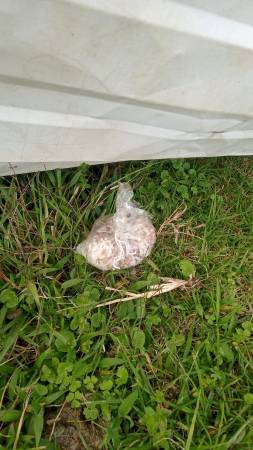  Arroz con carne molida y un veneno líquido conocido como Campeón. FOTO: CORTESÍA FAMILIA PELUCHE