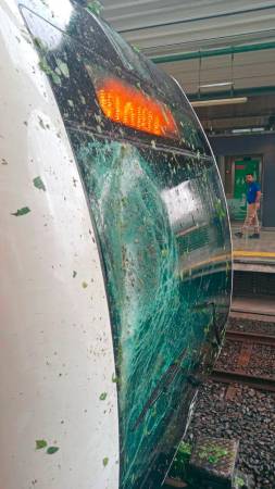 17 vacas murieron luego de ser impactadas por un rayo en San Antonio de Prado