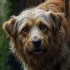 Si la lluvia genera estrés y ansiedad, lo mejor es consultar con un etólogo o un entrenador canino y aprender a partir de allí a manejar la situación. FOTO: MAGNIFIC
