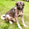 Él era Loky, un perro de raza pastor caucásico de 5 años. FOTO: CORTESÍA