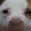 La Corte aseguró que, por el contrario, la vejez del animal implica mayor cuidado y protección. FOTO: COLPRENSA