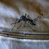 El mosquito del dengue deposita sus huevos en agua acumulada. En pocos días pasan de larvas a mosquitos adultos, un proceso que se acelera con el calor. FOTO: COLPRENSA.