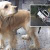 Él era Dante. En el recuadro se ve el momento en el que, presuntamente, un policía lo abandonó momentos después de ser atropellado. FOTOS: CORTESÍA Y CAPTURA DE VIDEO