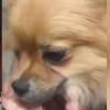 Con cinco y seis meses de edad, un pitbull y un pomerania fueron abandonados durante la escala en Bogotá. FOTOS: CAPTURA DE VIDEO X @AHLLAMAS