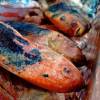 Este pescado no cumplía con las condiciones sanitarias. FOTO: ALCALDÍA DE BELLO