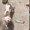 <span class="mln_uppercase_mln">Los</span><b><span class="mln_uppercase_mln"> perros fueron encontrados con bajo peso y en condiciones insalubres. FOTO: TOMADA DE VIDEO </span></b>