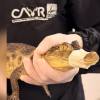 Babillas que llegaron al Centro de Atención, Valoración y Rehabilitación de Fauna Silvestre (Cavr) del Área Metropolitana del Valle de Aburrá. FOTO: CORTESÍA ÁREA METROPOLITANA