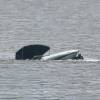 Momento del rescate de las 10 personas que naufragaban en aguas del mar Caribe. FOTO: CORTESÍA FUERZA NAVAL DEL CARIBE