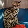 Ocelote de tres meses rescatado en Sabaneta. FOTO: ÁREA METROPOLITANA VALLE DE ABURRÁ 