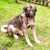 Él era Loky, el perro de raza pastor caucásico de 5 años. FOTO: CORTESÍA