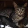 Serán más de 80 los animales disponibles para adoptar. FOTO: ALCALDÍA DE MEDELLÍN
