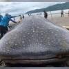 El tiburón ballena encalló en el Chocó. FOTO: X DE PLATAFORMA ALTO