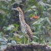 Su presencia en el Alto de San Miguel da indicios de que el lugar ofrece condiciones favorables para el hábitat y desarrollo de su especie. FOTO: ALCALDÍA DE MEDELLÍN.
