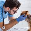 ¿Qué tanto confía en el lugar al que lleva a sus animales a consulta? Preste atención a las señales. FOTO: CANVA