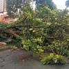 El árbol destruyó la reja de una unidad residencial del sector. FOTO: DENUNCIAS ANTIOQUIA 
