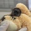 El pequeño mono tití que encontró refugio en un peluche. FOTO: CORNARE