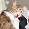 Su dueña asegura que a pesar de esta increíble característica, el gato lleva una vida completamente normal. FOTO: INSTAGRAM @GUINNESSWORLDRECORDS