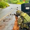 Los perros entrenados ayudaron a revisar la zona y a descartar la presencia de otros elementos peligrosos. FOTO: COLPRENSA
