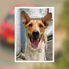 Este es el perrito que fue abandonado por la mujer. FOTOS: ALCALDÍA DE LA ESTRELLA