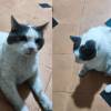 Gato busca hogar en Medellín. FOTO: CORTESÍA