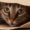Los animales tienen comportamientos que reflejan su estado de ánimo y de salud. FOTO: MAGNIFIC