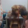 Atención veterinaria del perro herido en el municipio de La Unión, Oriente antioqueño. FOTO: TOMADA DE FACEBOOK NOTICIAS LA UNIÓN, ANTIOQUIA