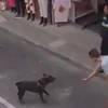 <span class="mln_uppercase_mln">El</span><b><span class="mln_uppercase_mln"> canino se mostró inquieto al ver la aglomeración de personas y que su dueño estaba siendo acorralado por los policías. FOTO: TOMADA DE VIDEO </span></b>