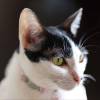 Antes de pensar que su felino es sordo, acéptelo: a su gato le encanta ignorarlo. FOTO: MAGNIFIC