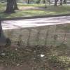 Contra este árbol chocó la víctima para ser trasladada a centro asistencial donde murió. FOTO: GUILLERMO OSPINA MUÑOZ