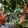 Caficultores en Antioquia. FOTO: MANUEL SALDARRIAGA