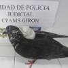 Usuarios en redes sociales piden sanción a los responsables cuando los encuentren. FOTO: X @PILARESCOBARBX