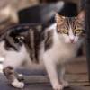 Entre más grande sea el saco primordial, más presente está su gen guerrero. ¿Qué tanto se le ve a su gato la bolsa primordial? FOTO: MAGNIFIC