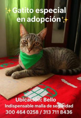 Anciano fue internado en un asilo y su gatico, su única compañía en la vida, quedó solo