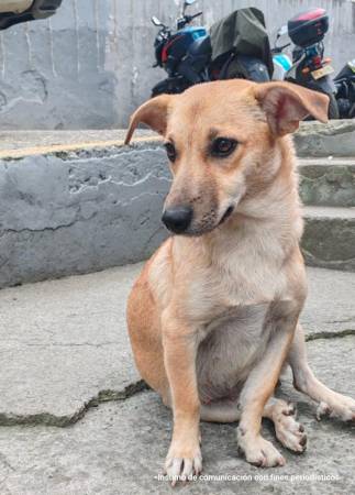 Galleta, perrita presuntamente abusada en Cáqueza, Cundinamarca. FOTO: FISCALÍA 