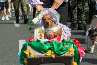 Descripción: Recorrido desfile de mascotas, 26 caminata canina y de mascotas tierragro 2025. Lugar: Estadio Atanasio Girardot. Fecha de evento: 03/08/2025 Foto: Andrés Camilo Suárez Echeverry