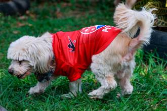 El infaltable de la Caminata Canina: Medallo sexta estrella