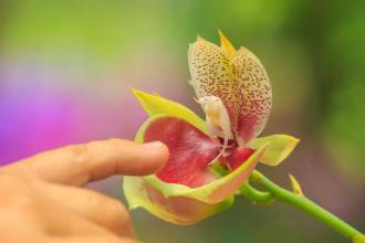 Este martes 4 de agosto se abren las puertas de la feria Florecer en el Jardín Botánico