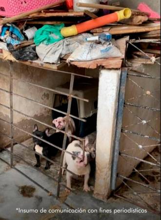 Así encontraron a algunos de los perros durante la inspección de las autoridades. /FOTO: CORTESÍA