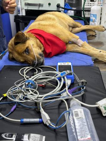 Toñito uno de los abuelitos del refugio que afortunadamente sobrevivió. FOTO: CORTESÍA FAMILIA PELUCHE