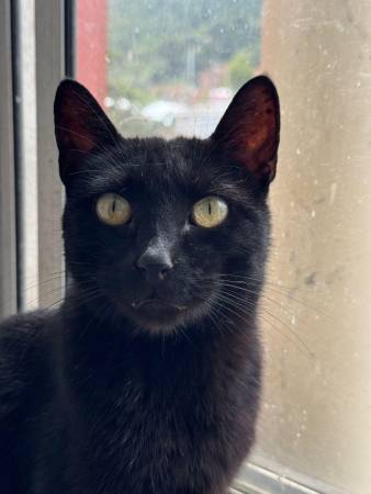 Pantera fue rescatado hace dos años en malas condiciones. Ya está vacunado, esterilizado y listo para un lindo hogar. FOTO: FIEL AMIGO FUNDACIÓN