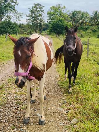 Bonita (der.) y Orión (izq.), los caballos rescatados por Ana Lucía y Natalia. FOTO: CORTESÍA